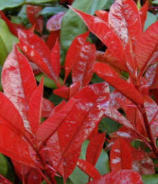 Photinia Red Robin Image. One of the most popular evergreen shrubs of recent years.